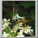 Tenthredo omissa - Blattwespe w04.jpg